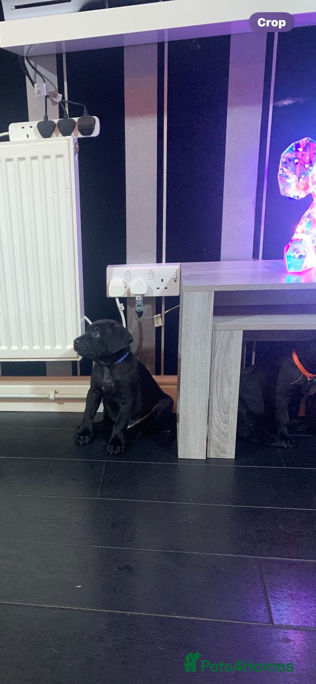 Mixed Breed dogs for sale: Cane corso x mail pups available.  - Advert 4