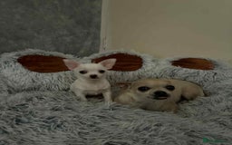 Chihuahua dogs for sale: Small boy chihuahua puppy for sale  - Advert 1