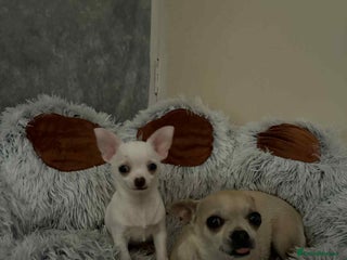 Chihuahua dogs Small boy chihuahua puppy for sale - Advert 7