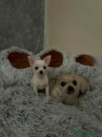 Chihuahua dogs Small boy chihuahua puppy for sale - Advert 1