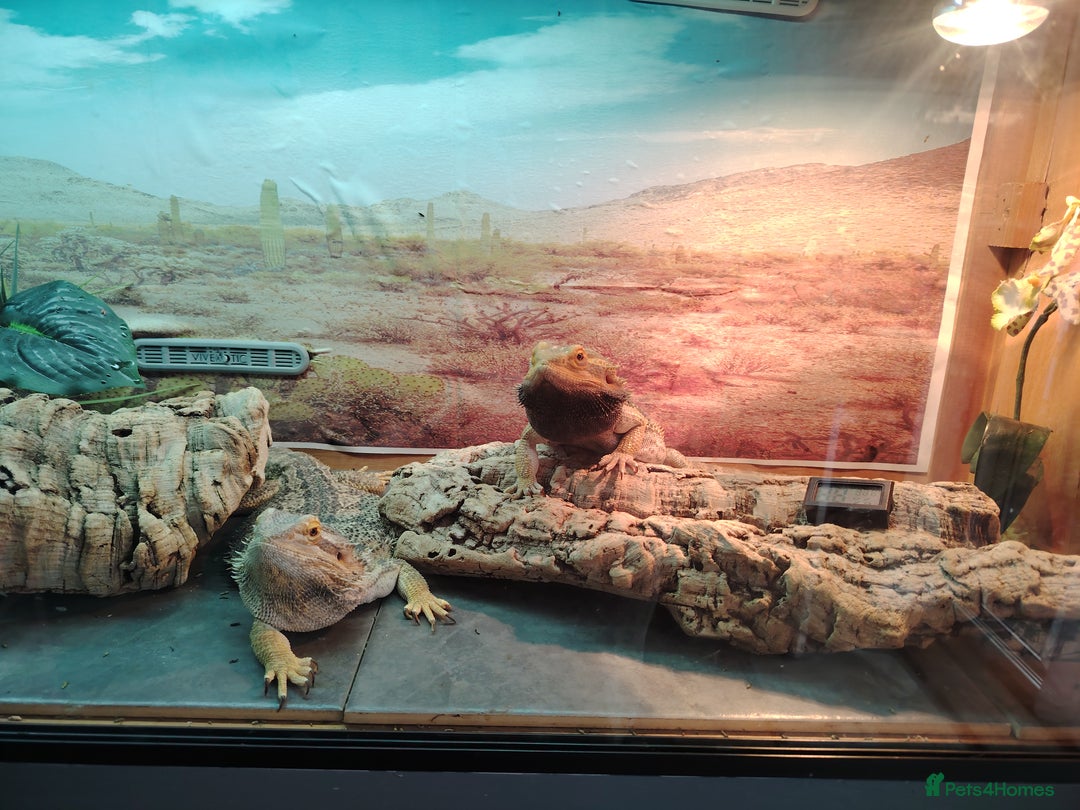Bearded Dragon reptiles for sale: Baby bearded dragon  - Image 8