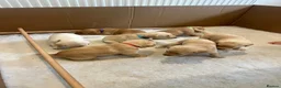 Labrador Retriever dogs for sale: Pedigree yellow Labrador Retriever Puppies  in Paignton - Advert 3