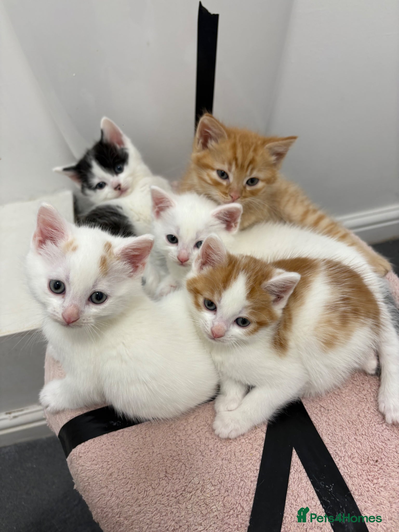 Domestic Shorthair cats European shorthair kittens  - Advert 10