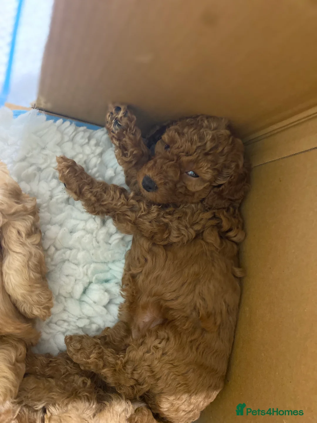 Mixed Breed dogs for sale: Miniature Double Doodles - Advert 7