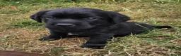 Springador dogs for sale: Beautifl Springador puppies in Totnes - Advert 11