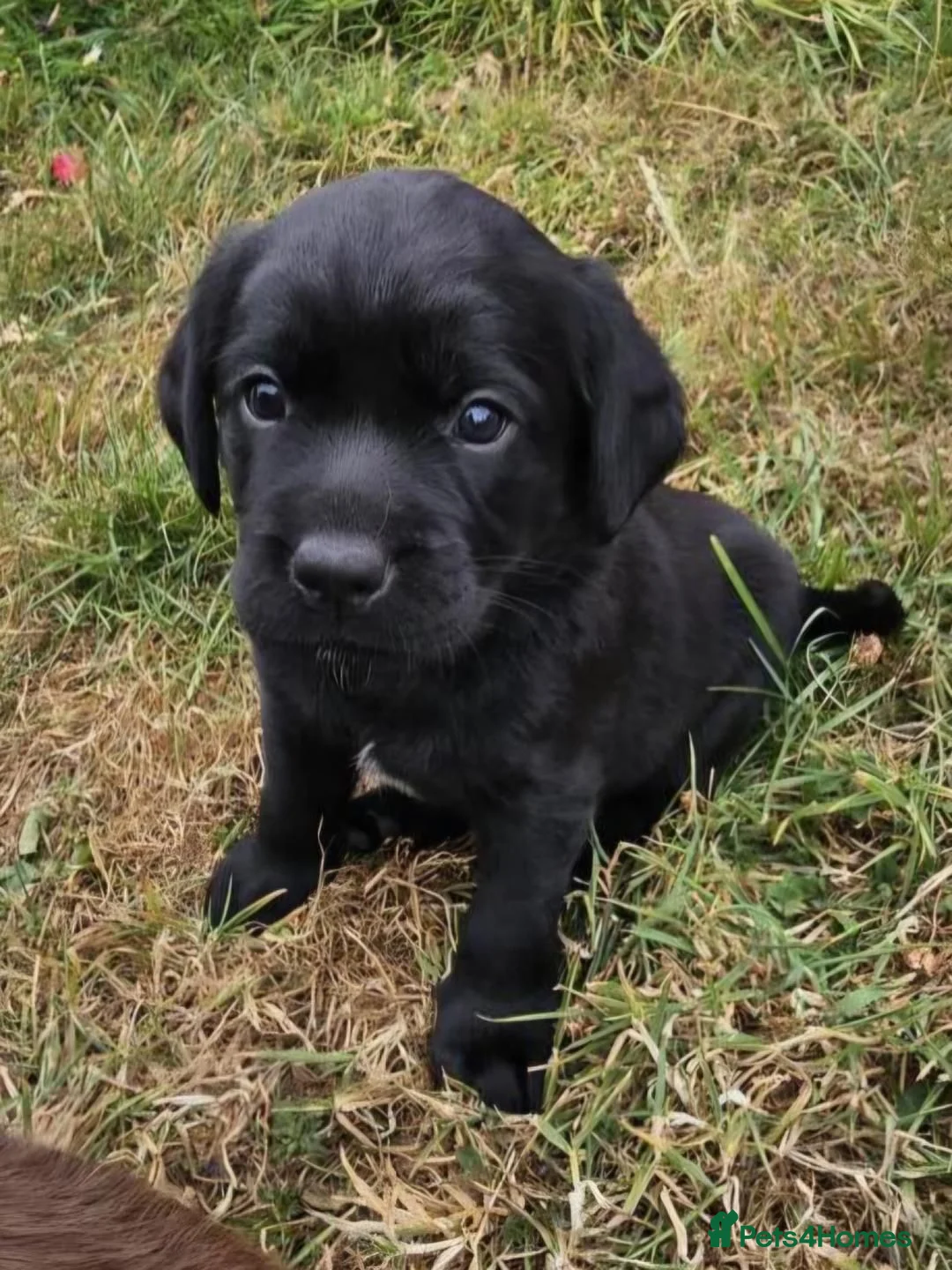 Springador dogs for sale: Beautifl Springador puppies in Totnes - Advert 11