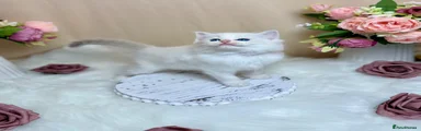 Ragdoll 6