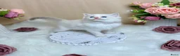 Ragdoll cats for sale: Outstanding Ragdoll Kittens✨Exceptional Quality - Advert 10