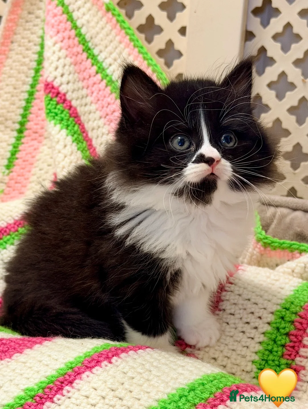 Mixed Breed cats for sale: 💖 MAINE COON X RAGDOLL *PARENTS HEALTH TESTED* 💖 - Advert 14