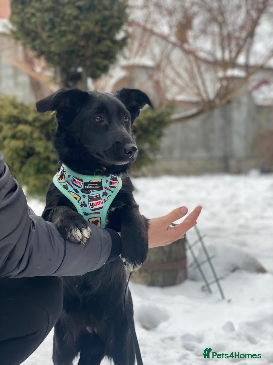 Mixed Breed dogs for adoption: 💖🐶 LADY AND DORY 🐶💖 - Advert 19