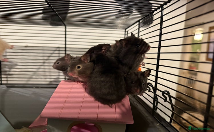 Hamster rodents - Advert 1