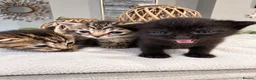 Domestic Shorthair cats for sale: Beautiful Home-Raised Black, Tabby &Torbie Kittens in Barnsley - Advert 9