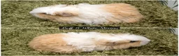 Guinea Pig rodents for sale: Long Haired Baby Guinea Pigs in Roche Cornwall - Advert 2