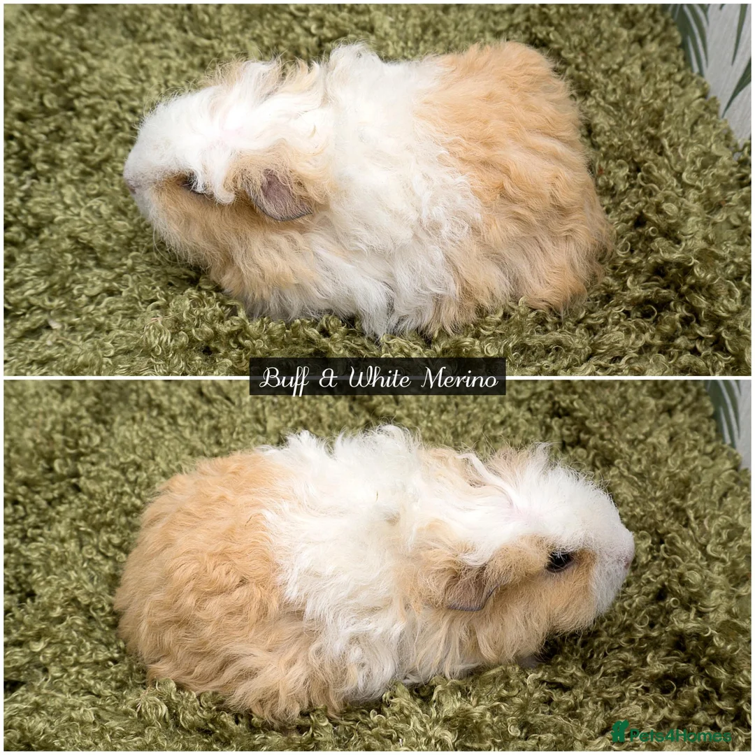 Guinea Pig rodents for sale: Long Haired Baby Guinea Pigs in Roche Cornwall - Advert 2