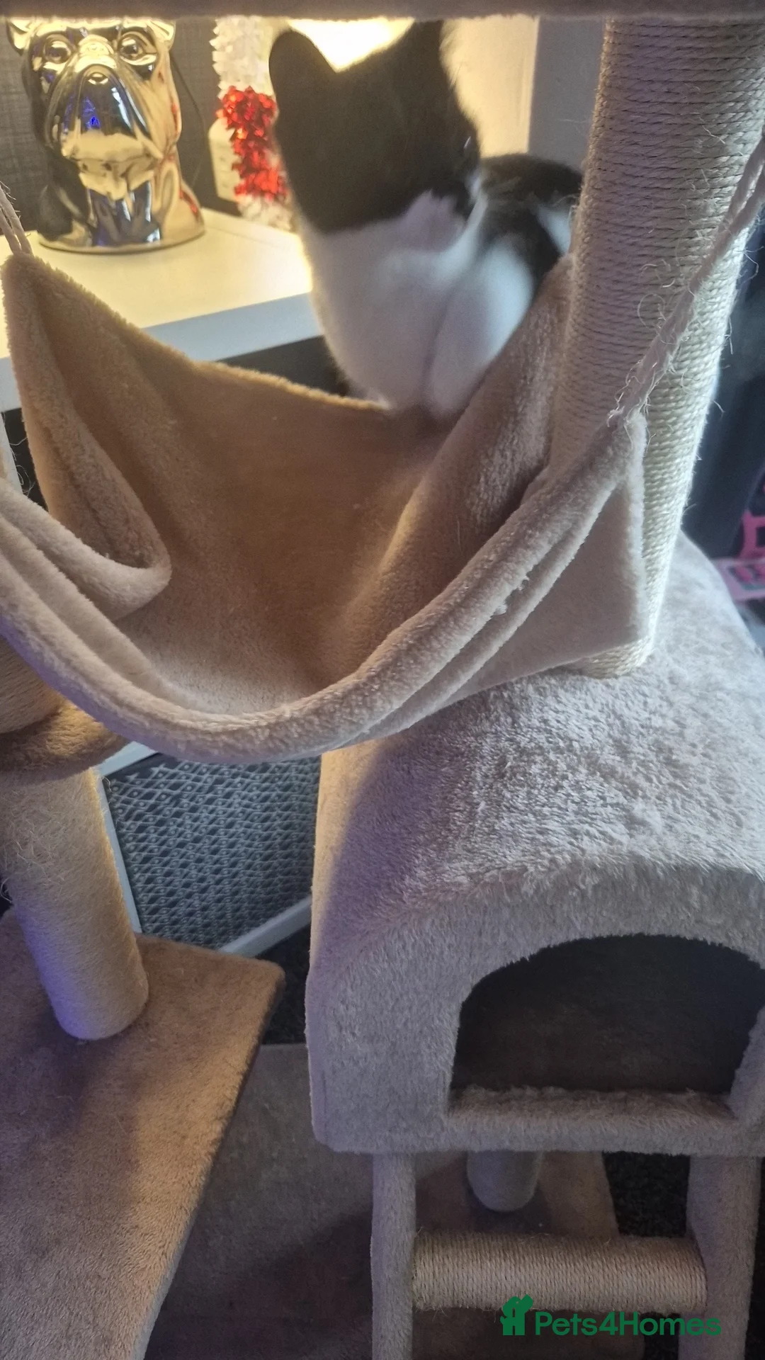 Mixed Breed cats for sale: Two female kittens 7 months old  - Advert 6