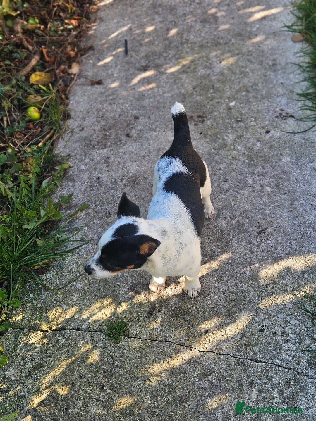 Jack Russell dogs for sale: Beautiful bonnie - Image 6