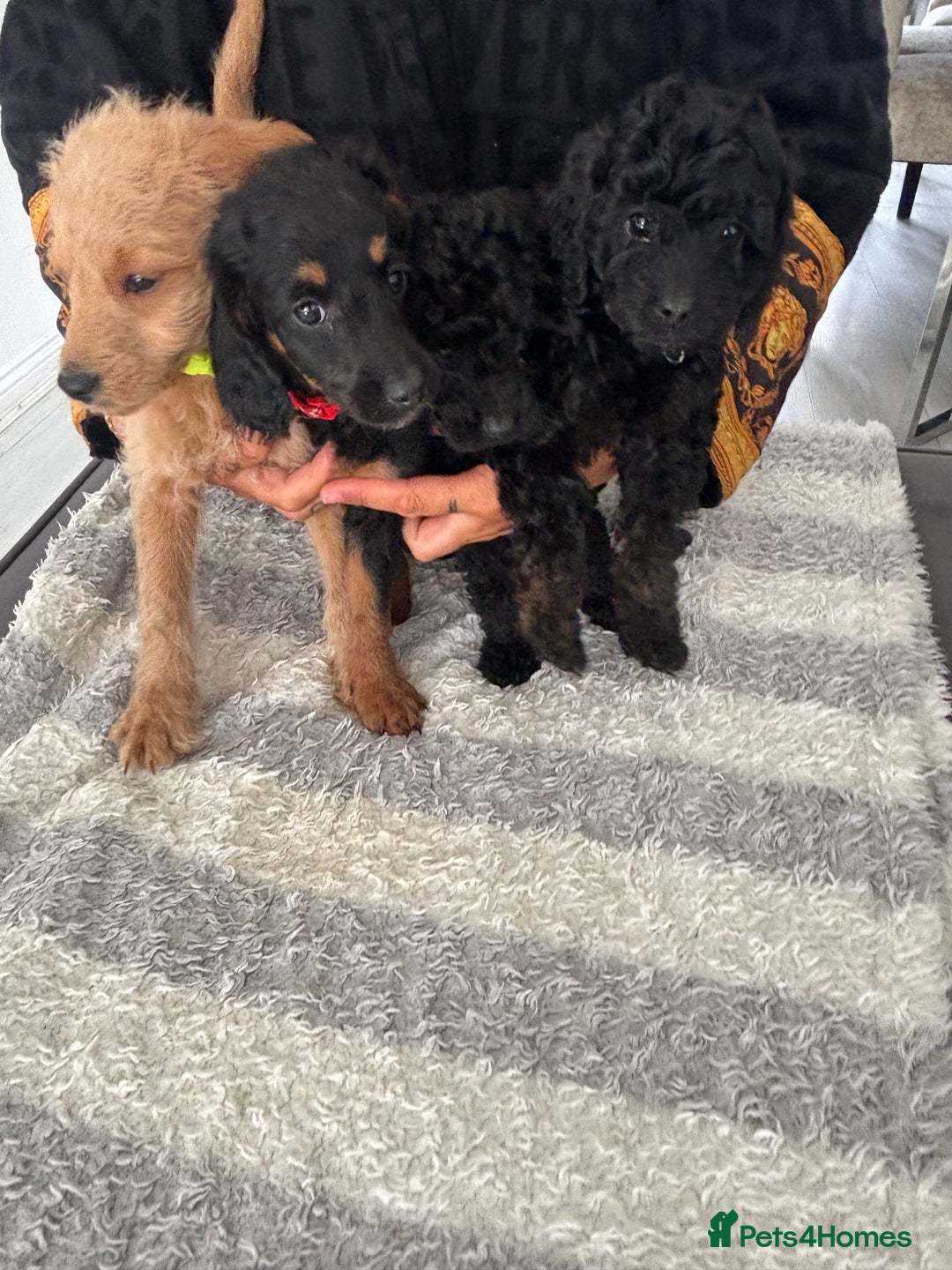 Labradoodle dogs for sale: Miniature labradoodle puppies F1B ready now  - Image 4