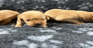Labrador Retriever dogs - Advert 8