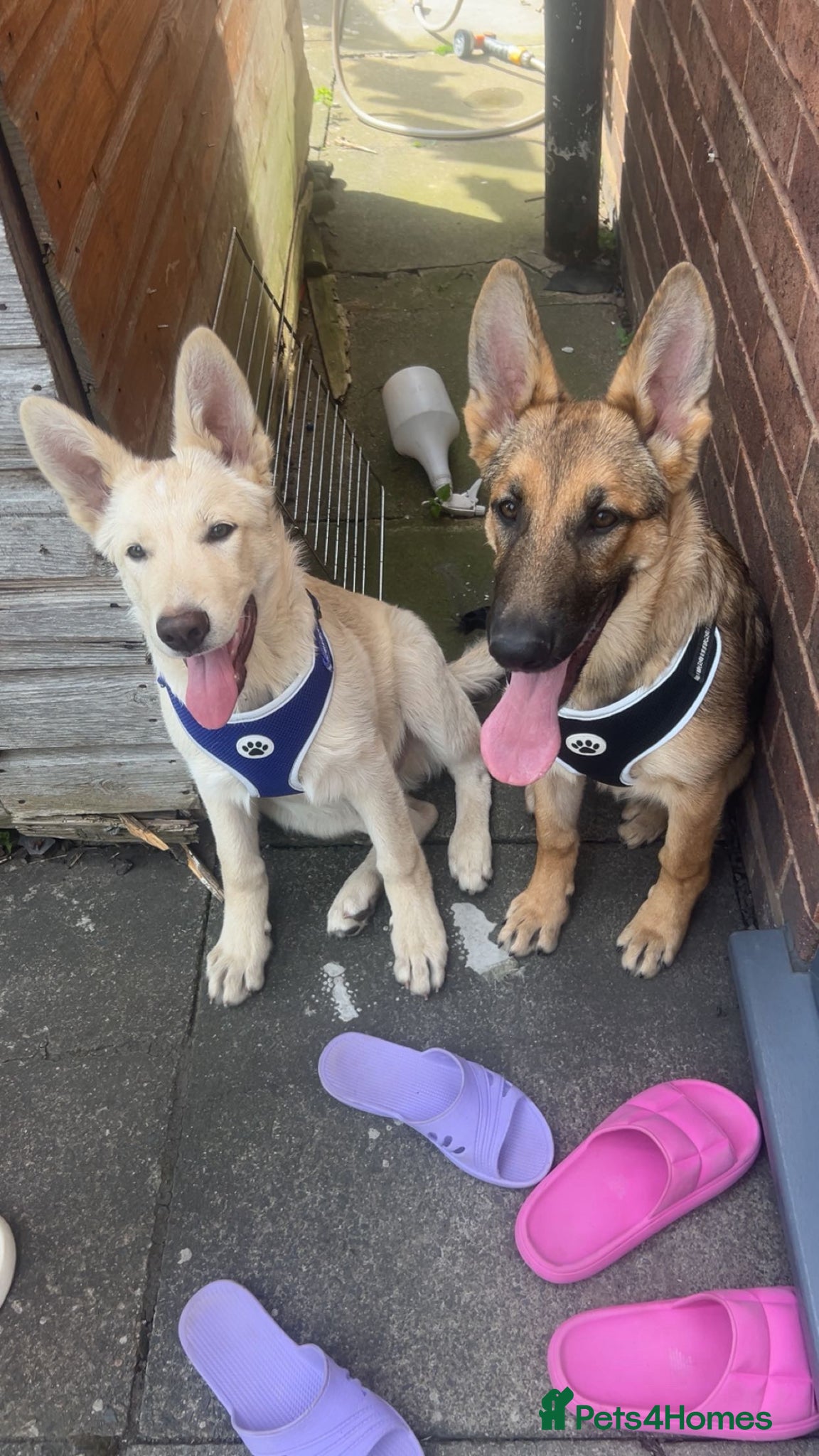 German Shepherd dogs One brown german shepherd female puppy - Advert 3