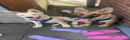 German Shepherd dogs for sale: One brown german shepherd female puppy - Advert 1