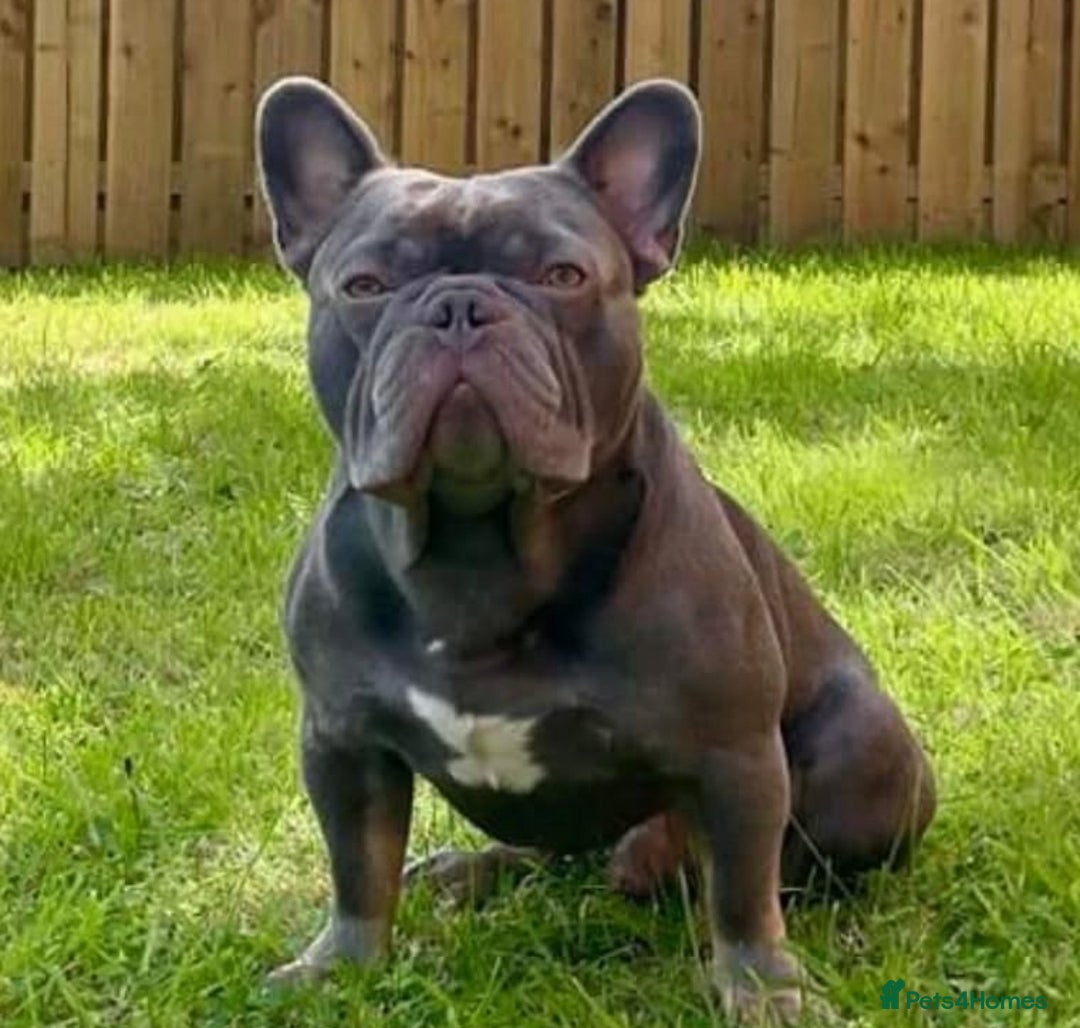 French Bulldog dogs for sale: French bulldog puppies - Image 3