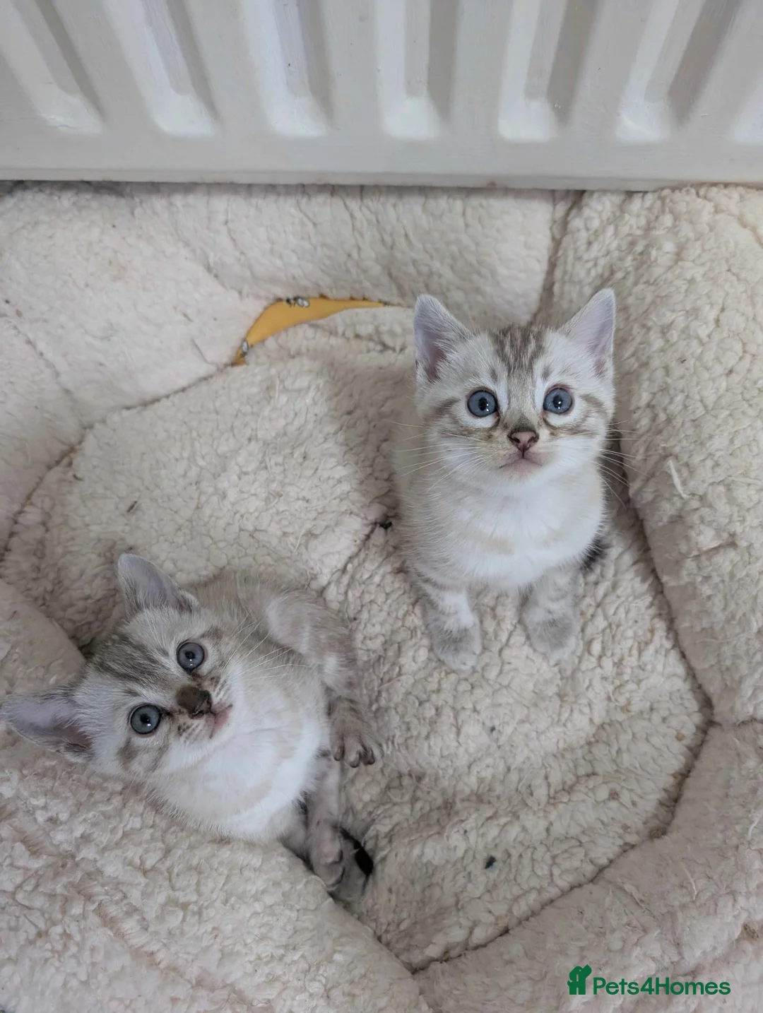 Bengal cats for sale: RARE Snow lynx Clouded glittery bengal kittens in Bishop Auckland - Advert 2