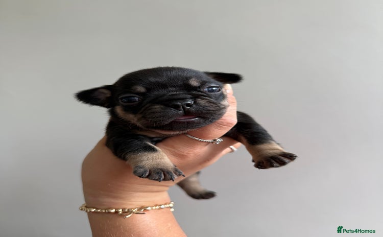French Bulldog dogs - Advert 7
