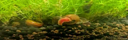 Snails fish for sale: Ramshorn Snails  - Advert 3