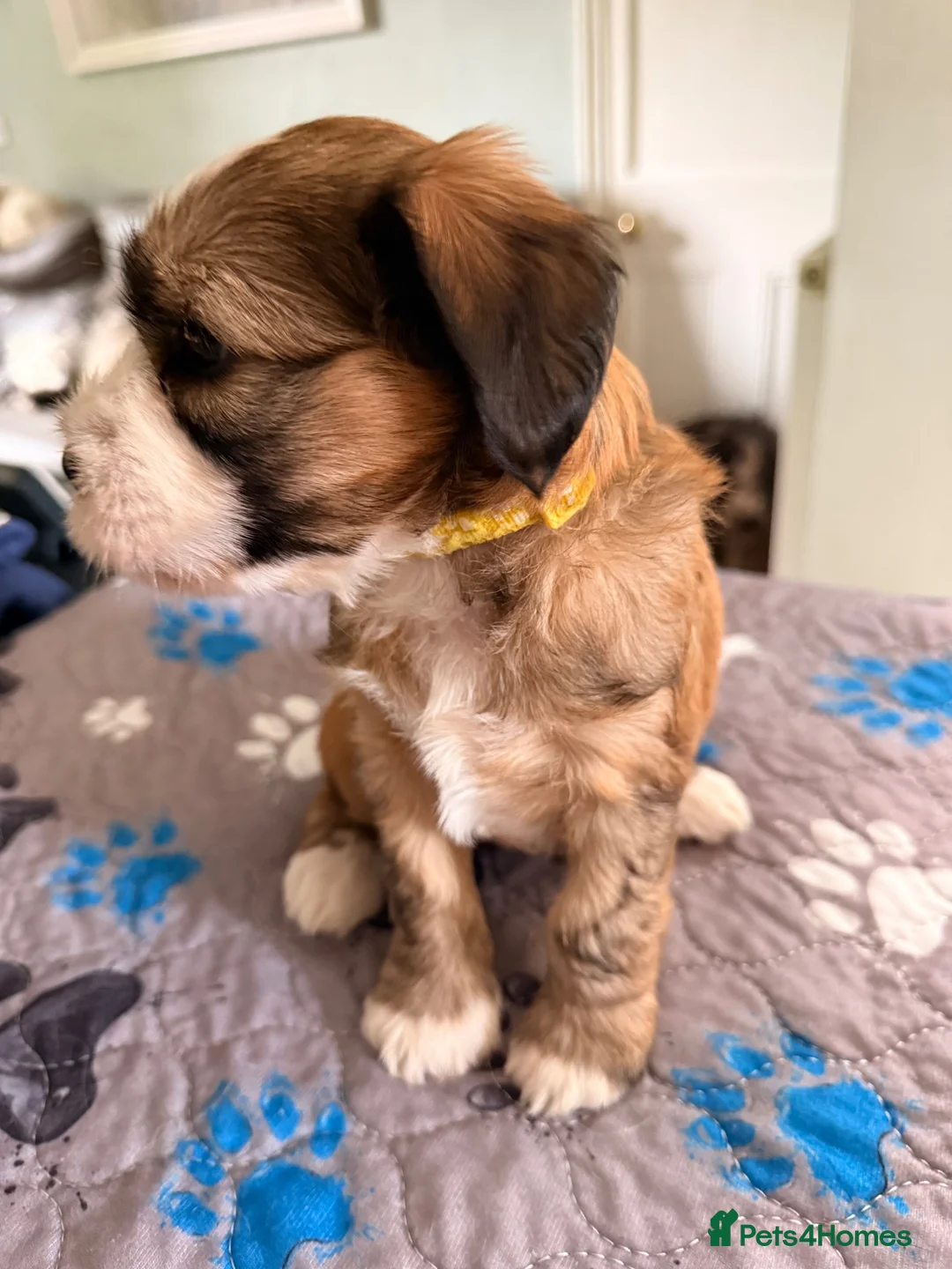 Tibetan Terrier dogs for sale: Gold Sable & White Tibetan Terrier Girl - Advert 2