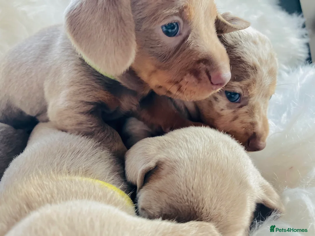 Miniature Dachshund dogs for stud: ⭐️KC ISABELLA L/l1 PRA DM & OI CLEAR COI0.0% STUD  in Gunnislake - Advert 12