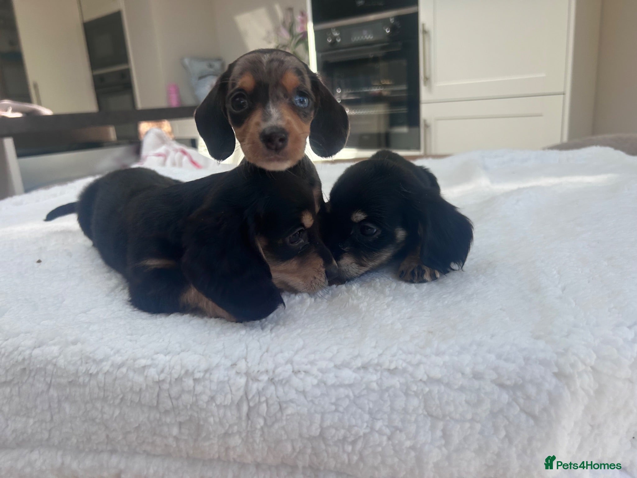 Miniature Dachshund dogs ****mini dachshunds *** - Advert 1