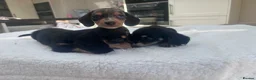 Miniature Dachshund dogs for sale: ****mini dachshunds *** in Nottingham - Advert 25