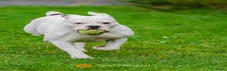 Olde English Bulldogge dogs for sale: Beautiful friendly best dog ever needing new home in Chesterfield - Advert 4
