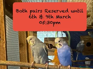 Budgerigars birds Reserved 2 pairs of budgies - Advert 4