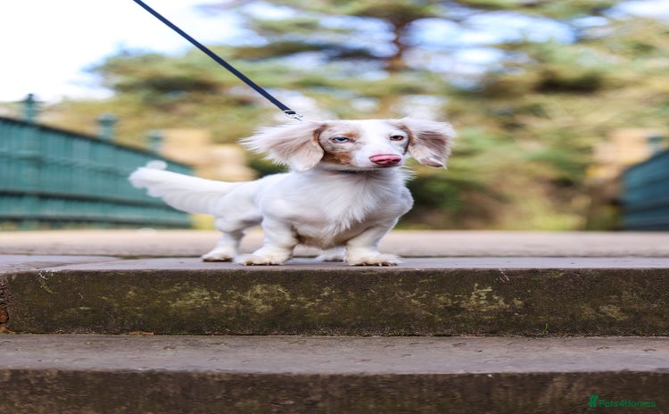 Miniature Dachshund dogs in Liverpool - Advert 11