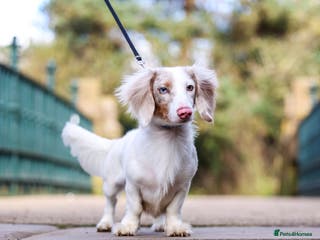 Miniature Dachshund dogs SHYLO Isabella dapple pied long hair stud in Liverpool - Advert 16