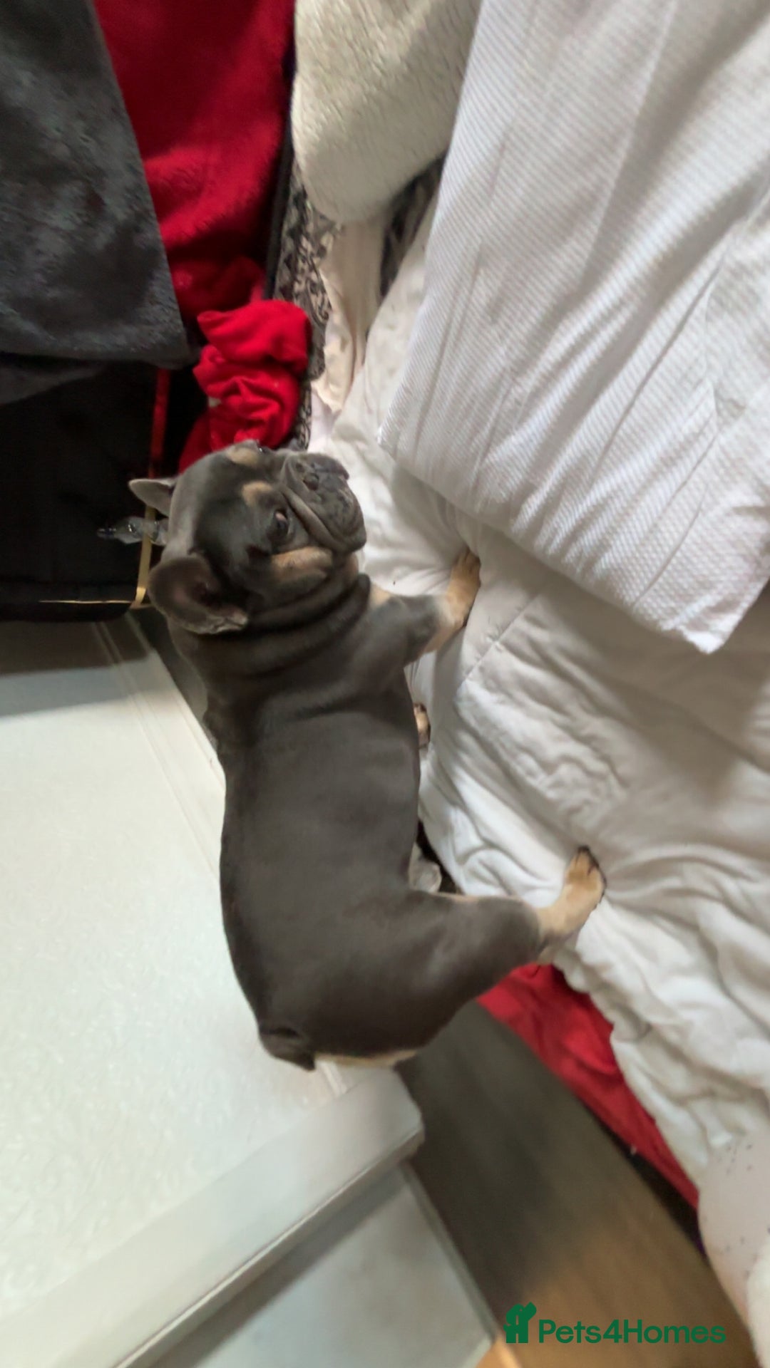 French Bulldog dogs for stud: Meet buddy a lilac frenchie looking for a bitch  - Image 3