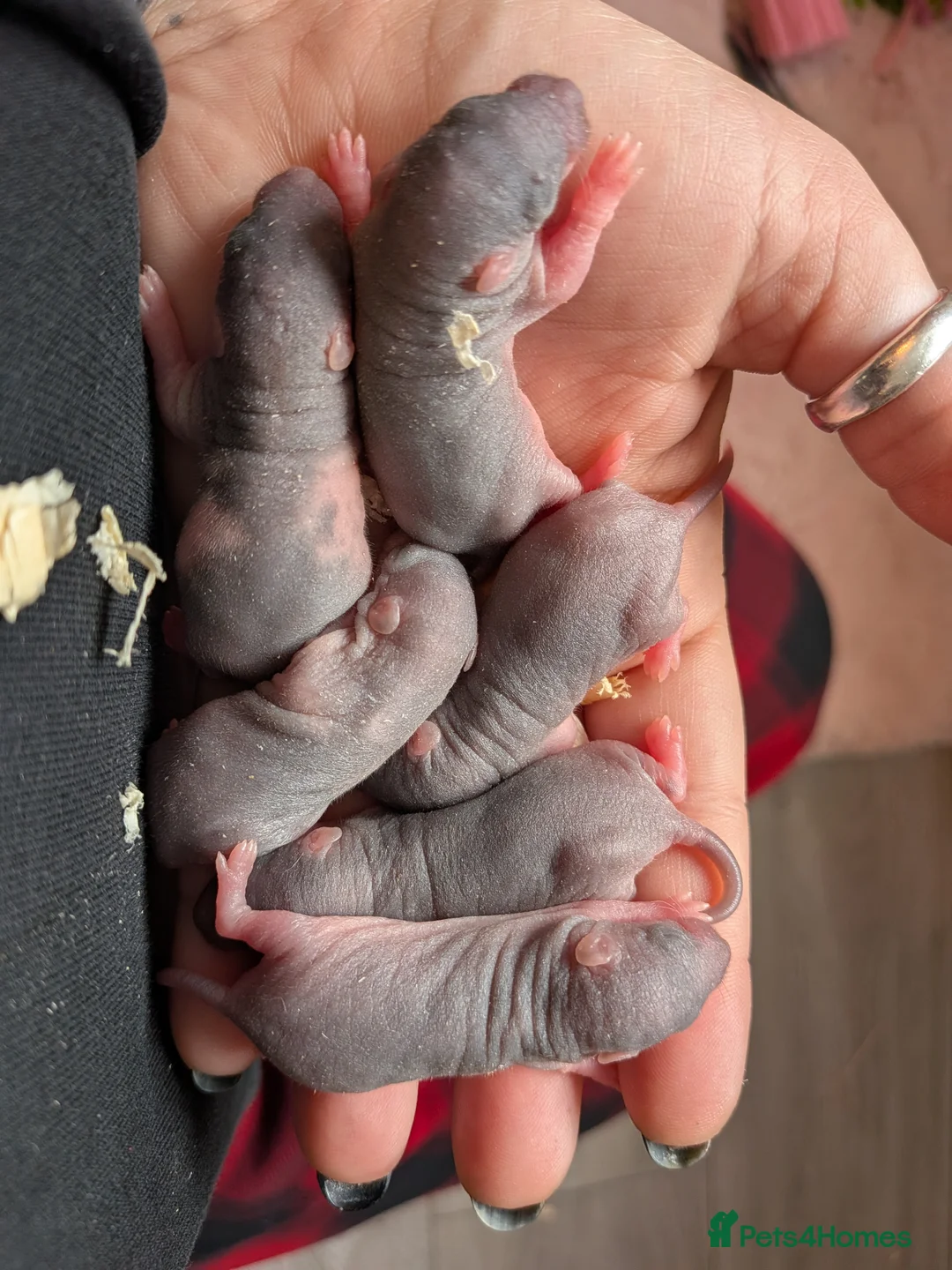 Rat rodents for sale: Halfies rats - Advert 1