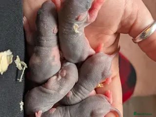 Rat rodents Halfies rats - Advert 1