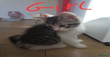 Mixed Breed cats - Advert 8