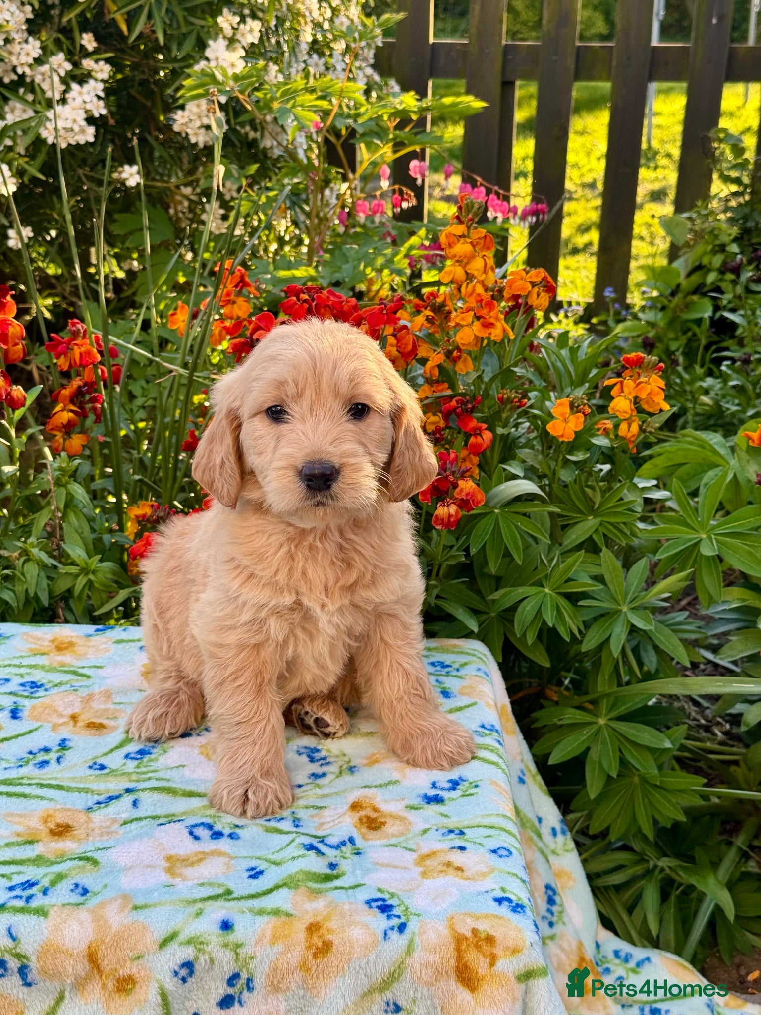 Goldendoodle dogs for sale: 1 boy left teddy bear like mini Goldendoodles  - Advert 9
