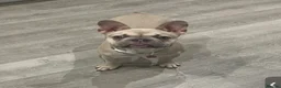 French Bulldog dogs for sale: Beautiful Female blue fawn French bulldog puppy - Advert 2