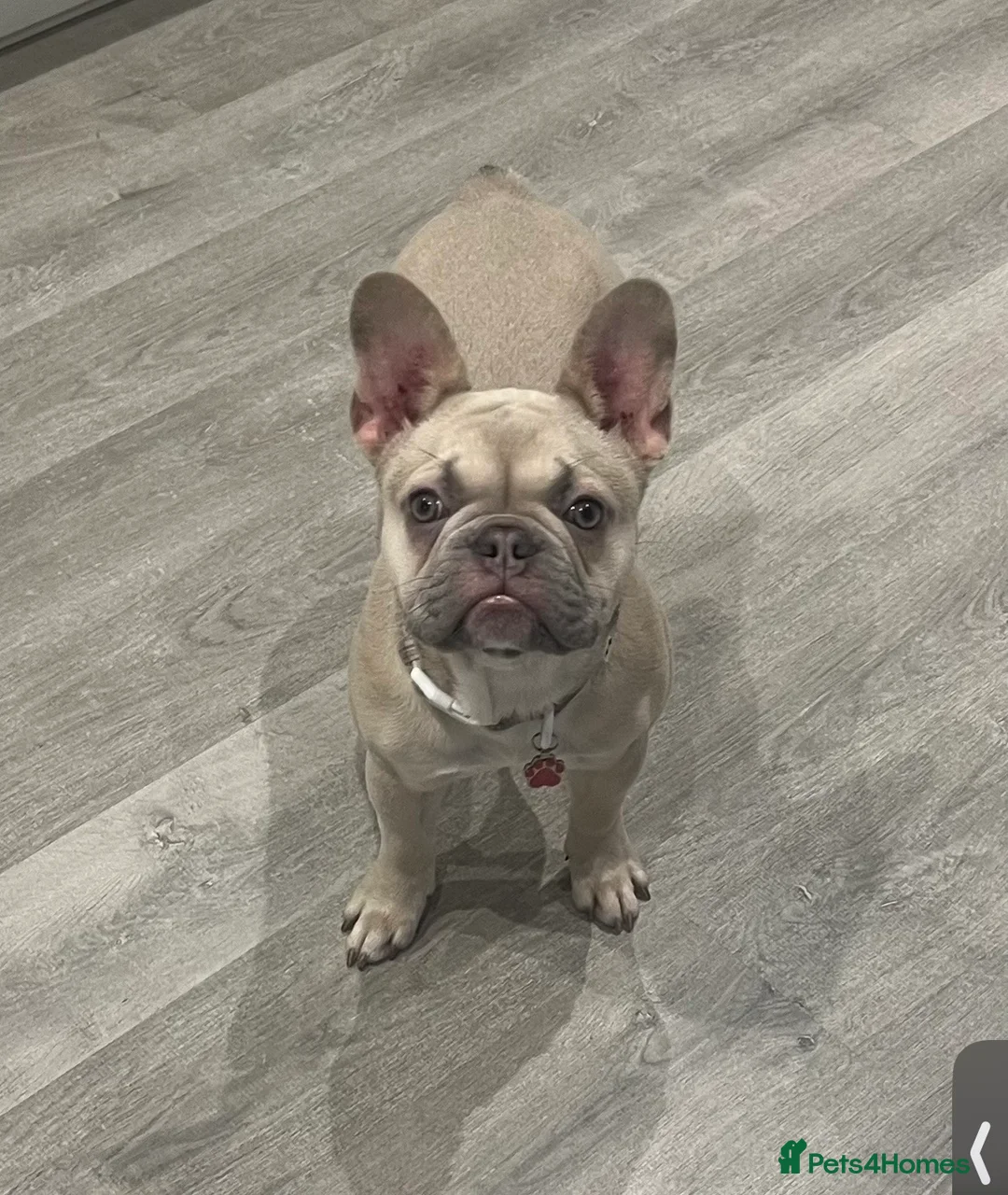 French Bulldog dogs for sale: Beautiful Female blue fawn French bulldog puppy - Advert 2