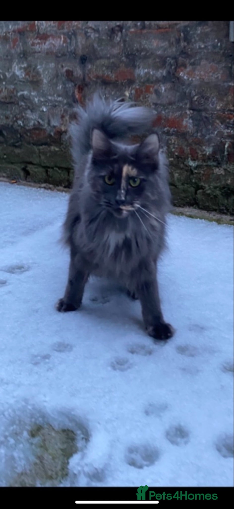Mixed Breed cats Half Main Coon Kittens  - Advert 14