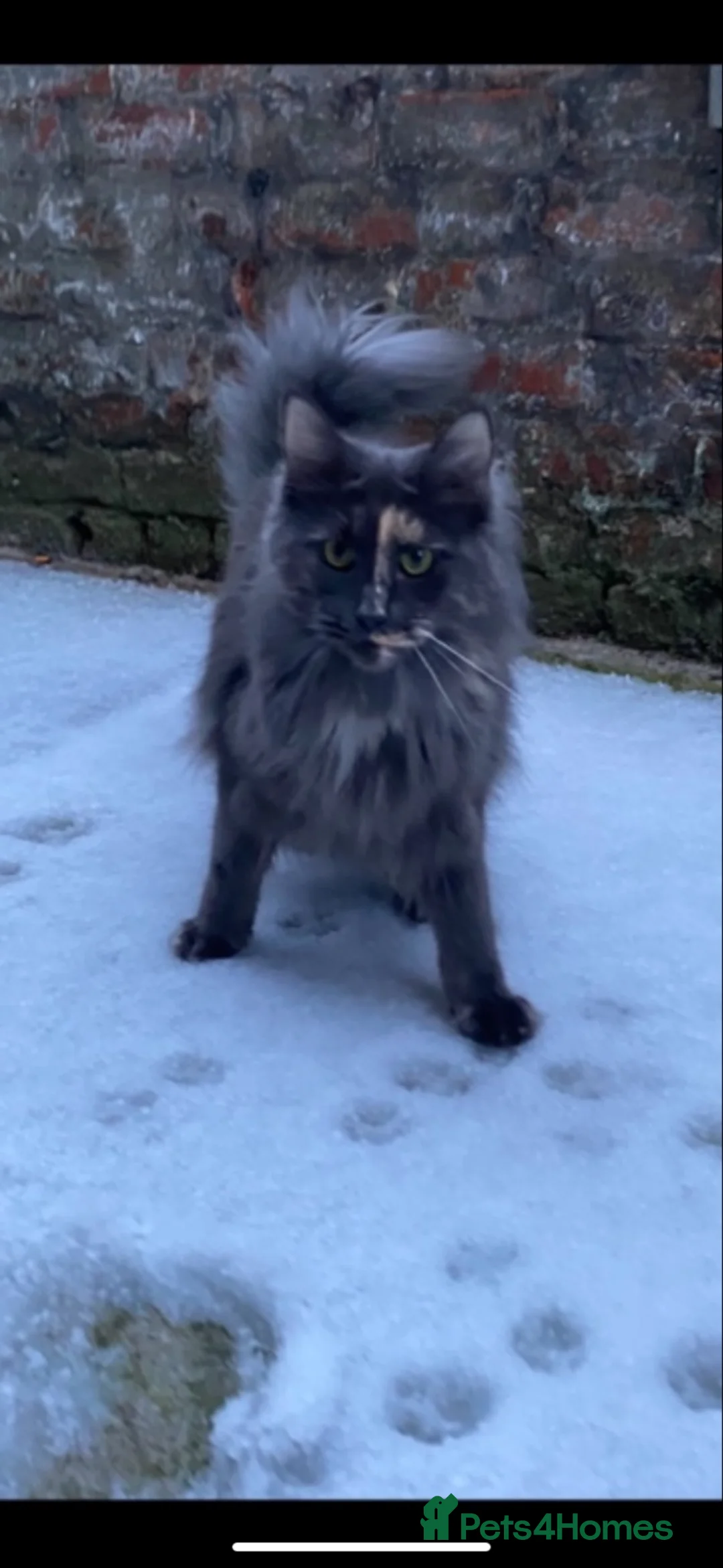 Mixed Breed cats for sale: Half Main Coon Kittens  - Advert 1