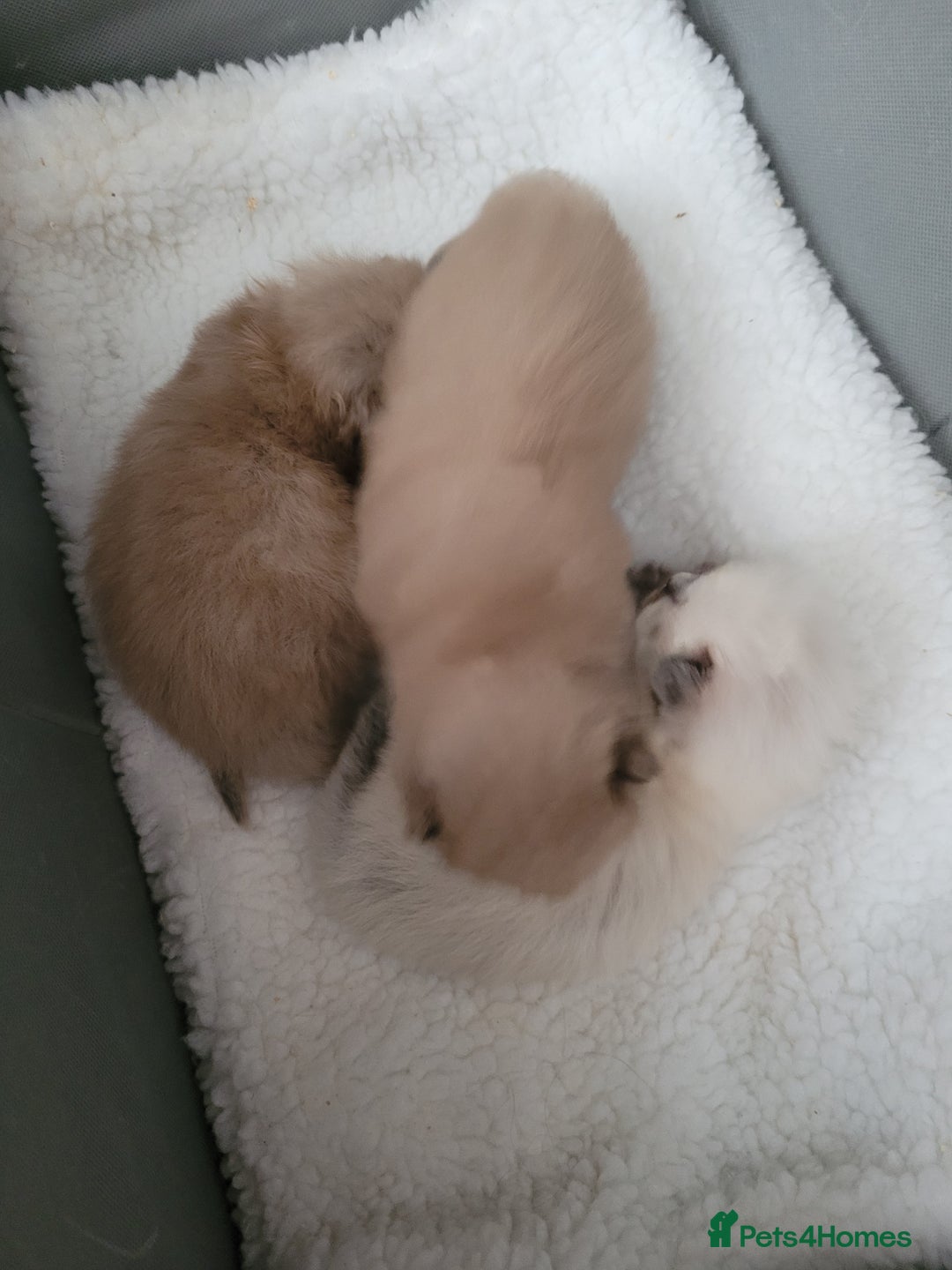 Ragdoll cats for stud: Proven chunky Ragdoll available for Stud  in Hull - Image 15