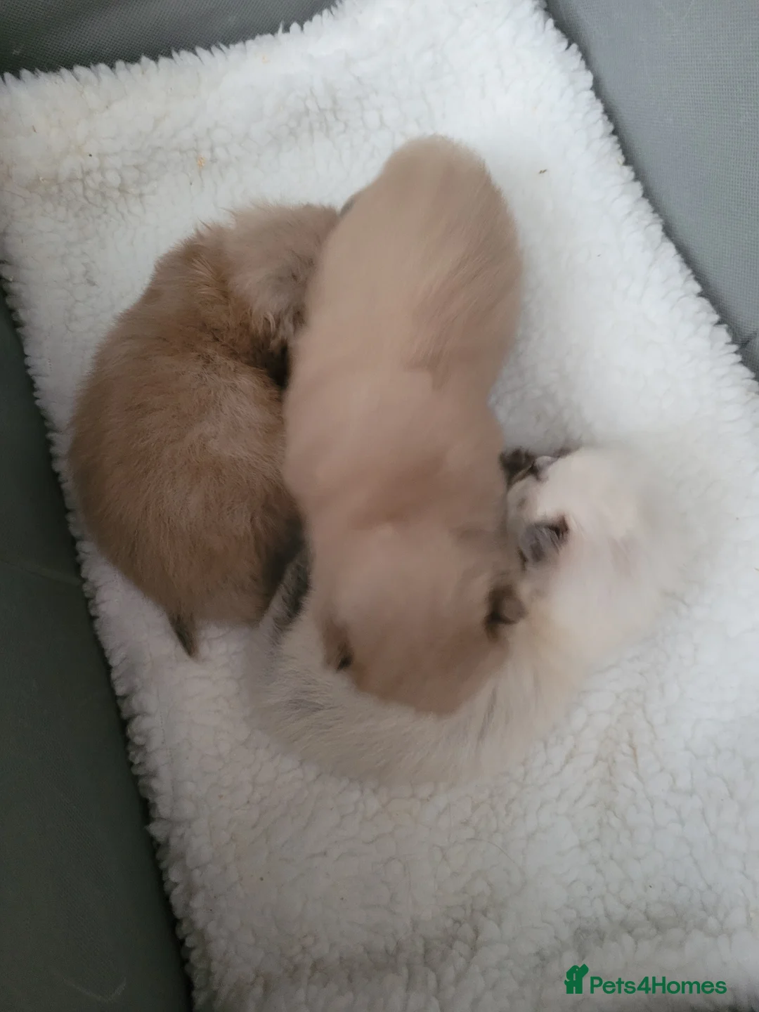 Ragdoll cats for stud: Proven chunky Ragdoll available for Stud  in Hull - Advert 15