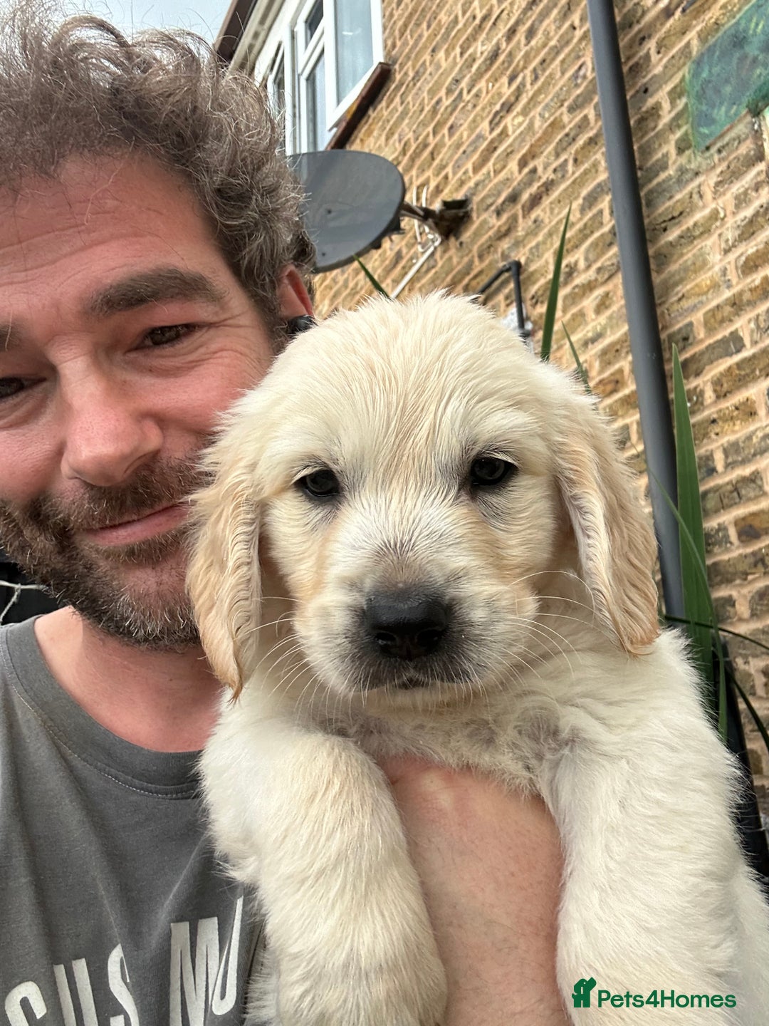 Mixed Breed dogs for sale: Dakota Sport Retriever Puppies ready 01/10/25 - Image 14