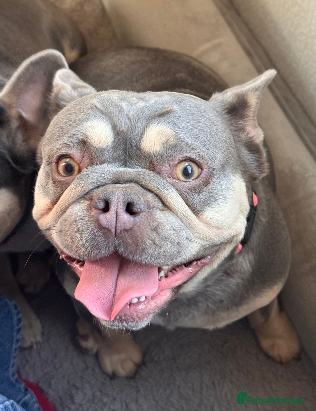 French Bulldog dogs for sale: Frenchie Girl Lilac & Tan KC - Image 2