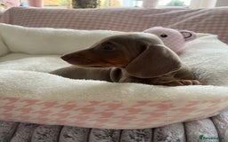 Miniature Dachshund dogs for sale: Miniature Dachshund  - Image 27